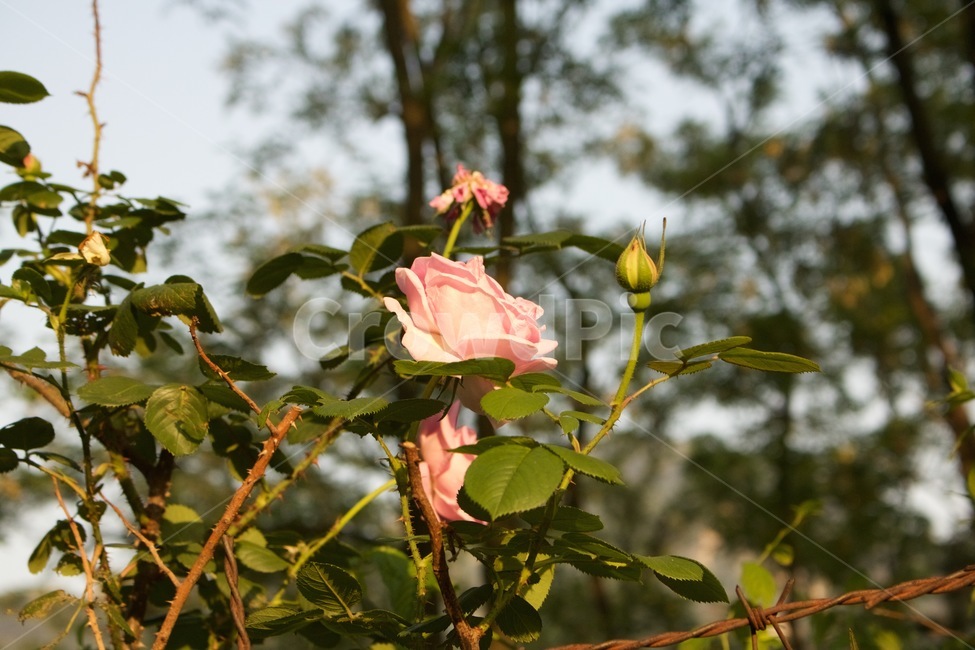 장미,연분홍,꽃,가시,식물,빈티지,식물,자연,plants,nature,꽃,flower