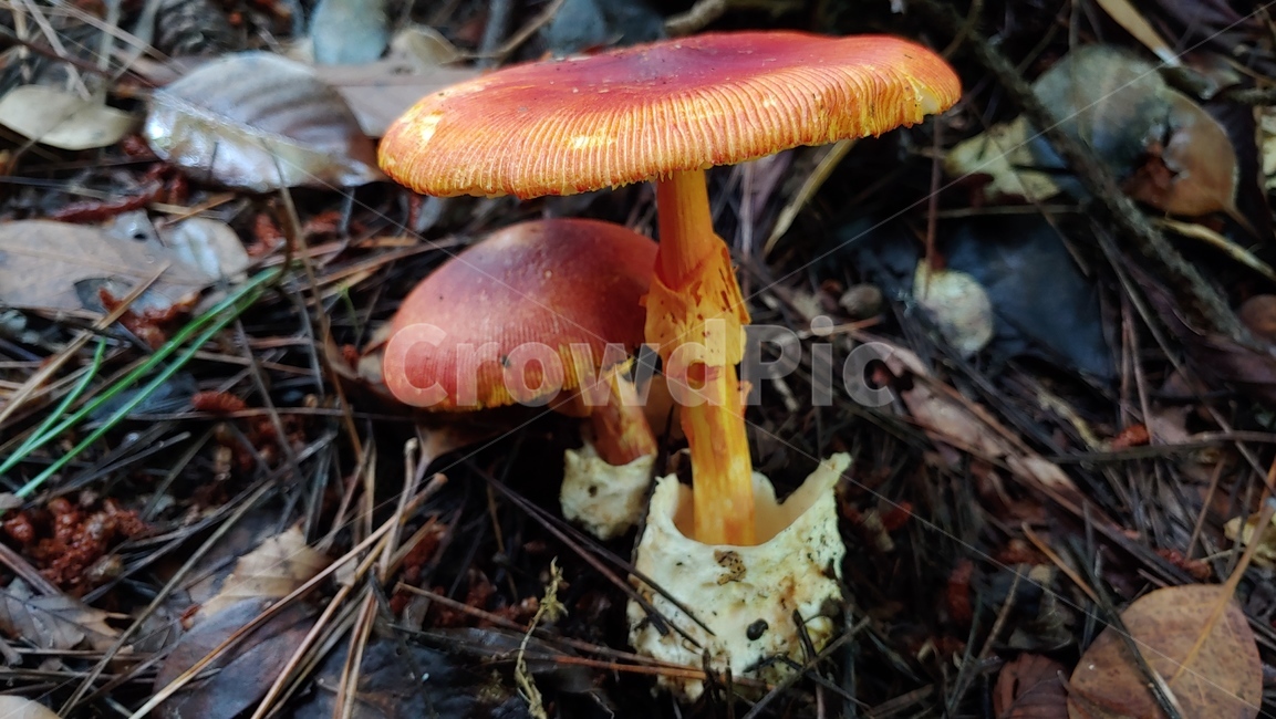 버섯,야생버섯,독버섯,afieldmushroom,setas,버섯,mushroom