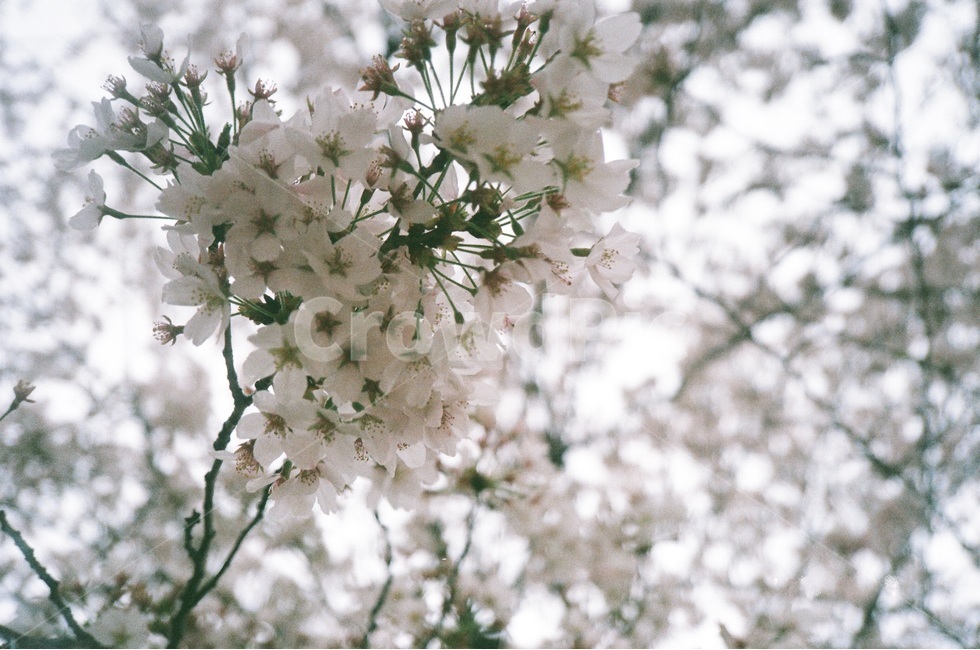 필름사진,벚꽃,봄꽃,봄,꽃,나무,벚꽃나무,필름,식물,자연,봄,계절,spring,season,식물,자연,plants,nature,꽃,flower,plant,blossom