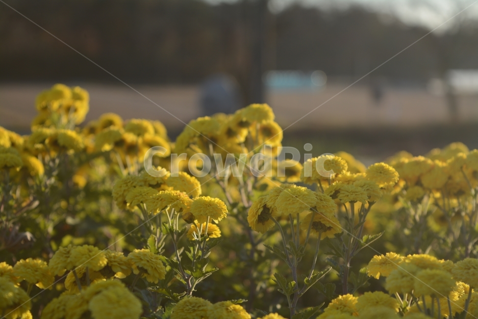 국화,꽃,가을,햇살,꽃사진,식물,자연,plants,nature,꽃,flower