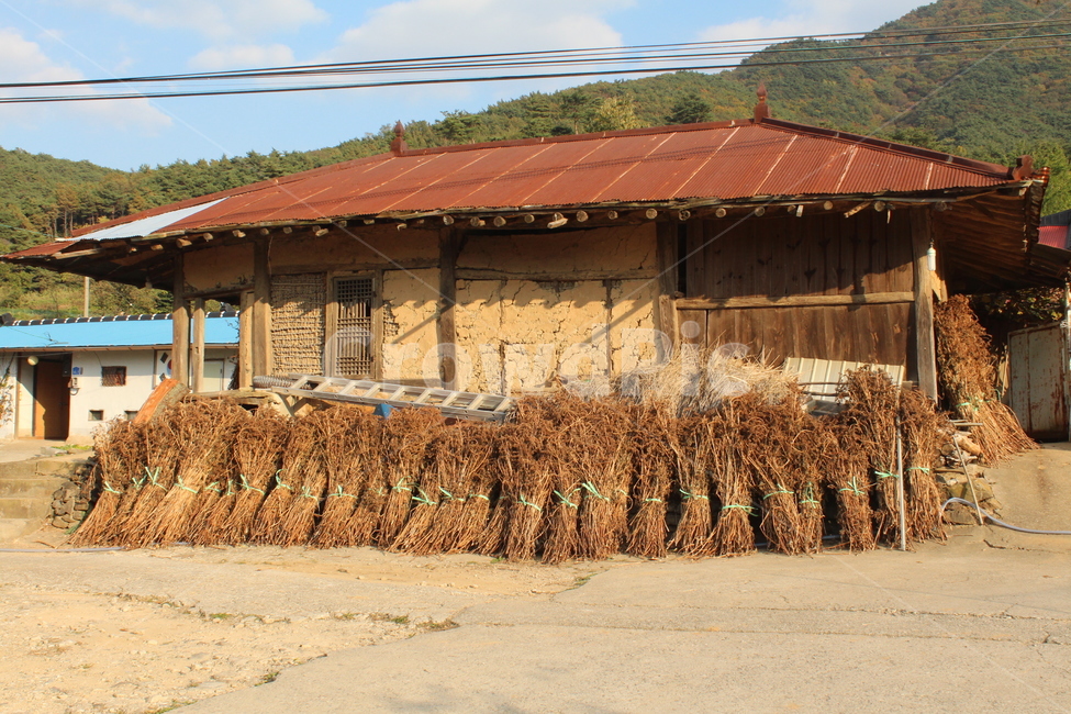 농촌,시골,흙집,들깨,농사,시골,마을,풍경,landscape,country,rural,town
