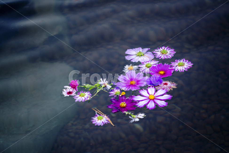 꽃,감성,반영,코스모스,자연,꽃,flower