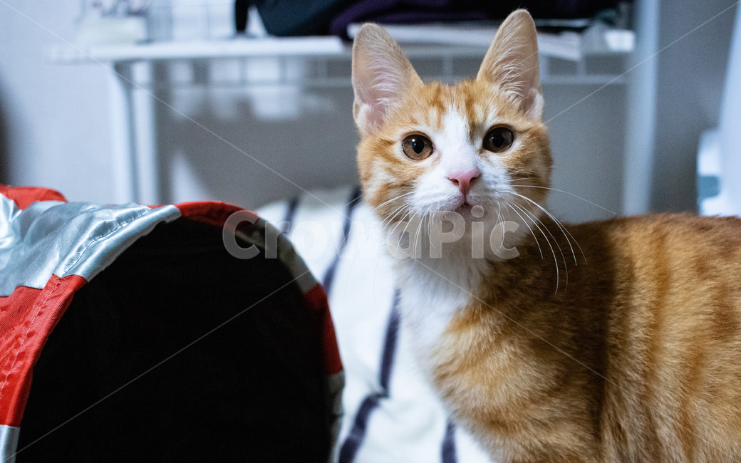 고양이,코리아숏헤어,코숏,아기고양이,치즈태비,치즈고양이,동물,animal,포유류,mammal,고양이,cat,kitten,kitty