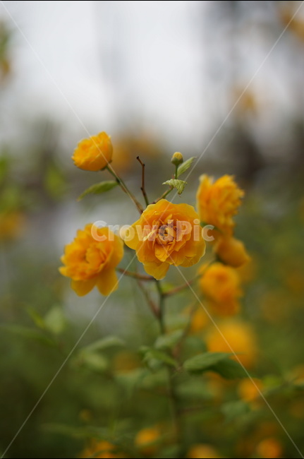 황매화,봄,노랑,낮,풍경,꽃,식물,자연,plants,nature,꽃,flower