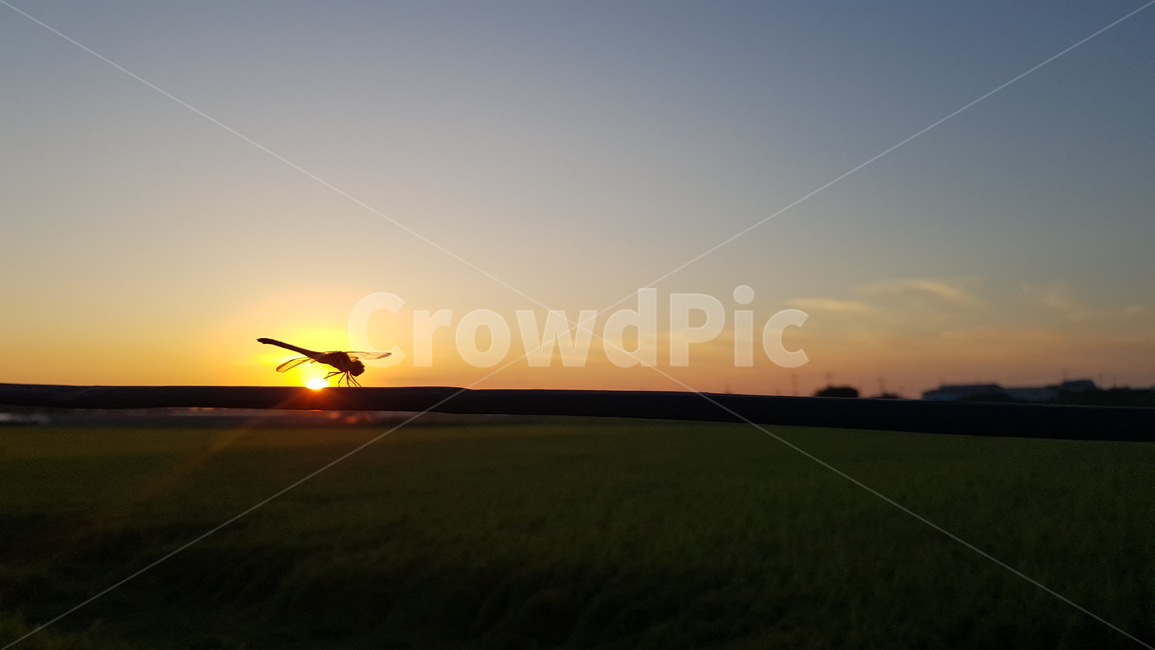 가을,풍경,농촌,자연,잠자리,곤충,일몰,시골,nature,dragonfly,country,outdoors,sunset