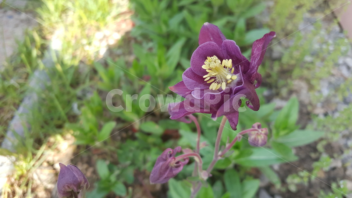 메발톱꽃,플라워,보라색꽃,flower,식물