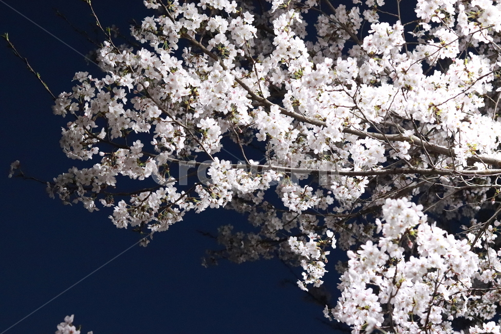 벚꽃,로하스공원,수목원,봄,벚꽃축제,봄,계절,spring,season,자연,풍경,nature,landscape,야경,밤,nightscape,night,plant,식물,blossom,꽃,flower