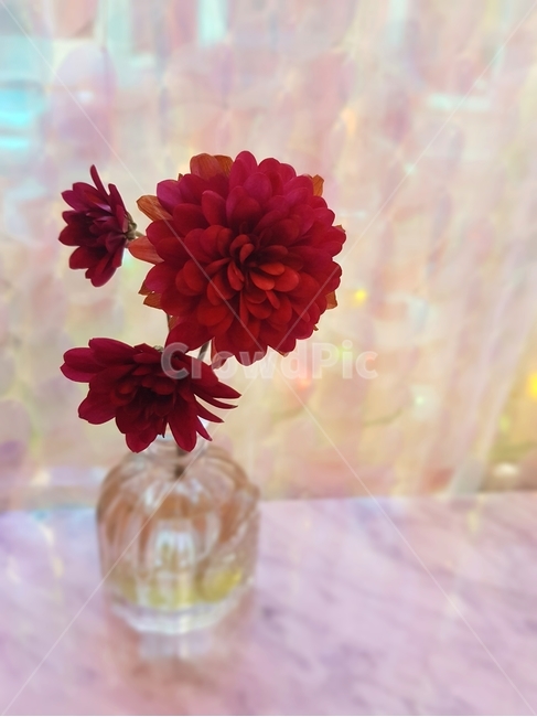 꽃,향수,디퓨저,조화,화분,인테리어,생화,분위기,분홍,빨강,빨간꽃,flower,향,식탁,탁자,테이블,물병,꽃병,꽃,flower