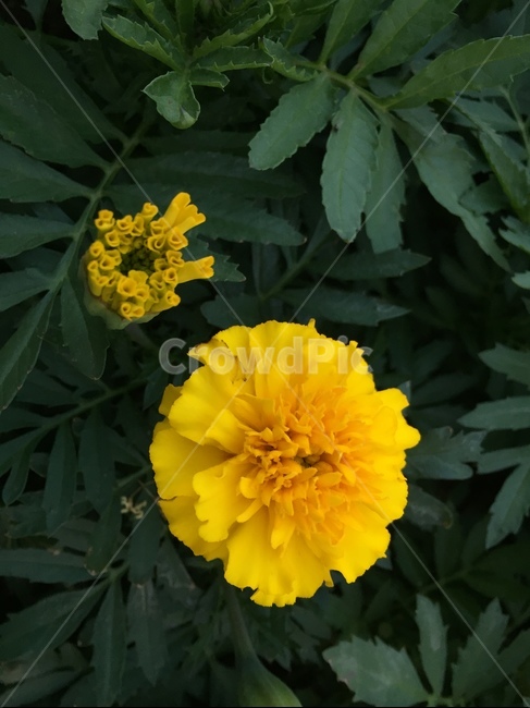 꽃,flower,금잔화,marigold,노란색