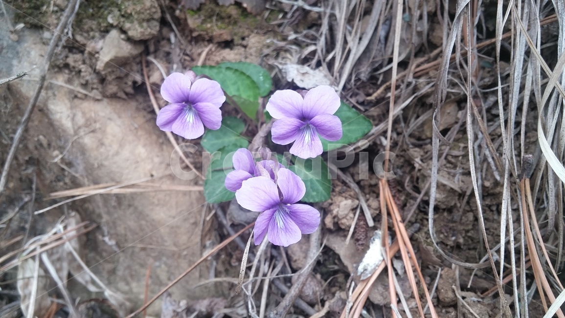 식물,꽃,geranium,제라늄,제비꽃,봄