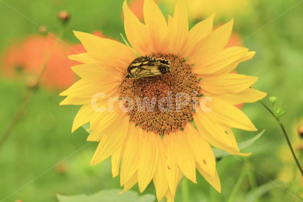 해바라기,여름,해바라기씨,노란해바라기,sunflower,나비,butterfly,식물,자연,plants,nature,꽃,flower