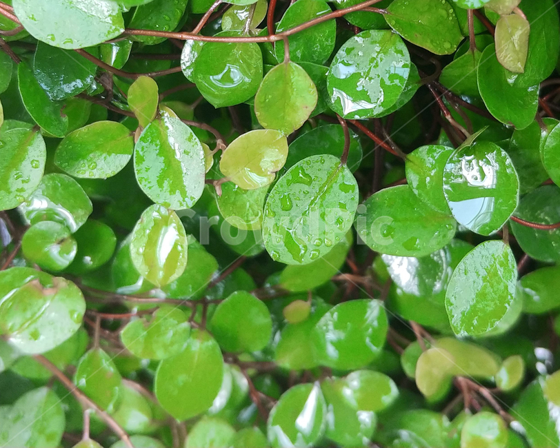 동그란잎,트리안,식물,화초,파릇파릇한,생기있는,잎,leaf,plant,식물,자연,plants,nature