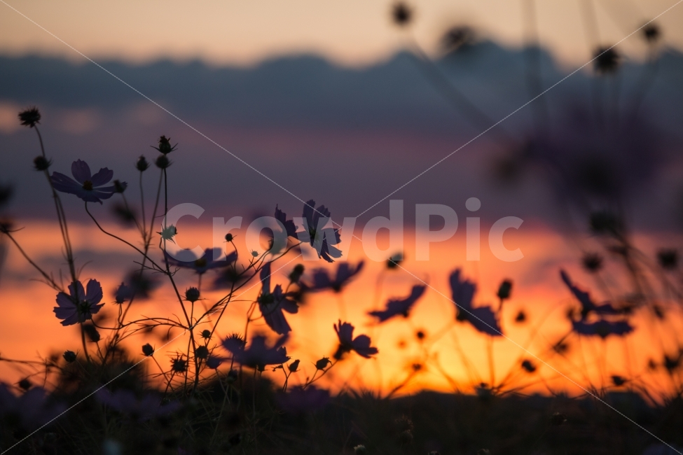 코스모스,노을,하늘,풍경,산책,가을,일몰,sunset,가을,계절,fall,autumn,season,식물,자연,plants,nature,꽃,flower,감성,sensible,feeling