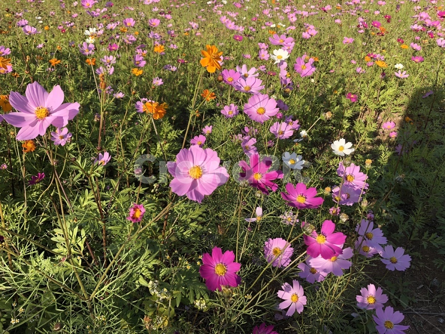 꽃,코스모스,가을,가을꽃,꽃밭,공원,flower
