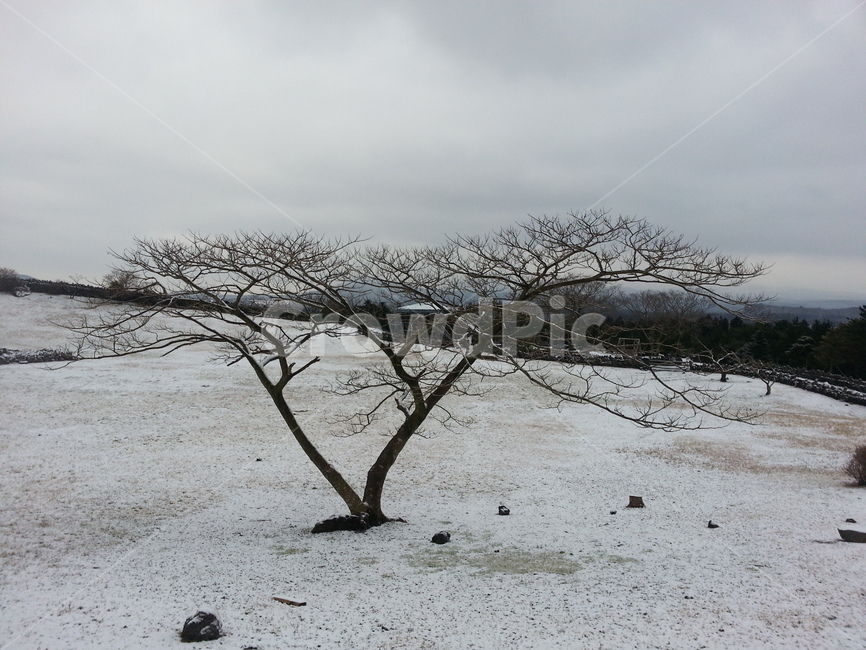 제주,나무,눈,눈길,어두운,흐릿한,하늘,풍경,겨울,계절,winter,season,자연,풍경,nature,landscape,식물,plants,나무,trees,wood,outdoors,옥외,tree,plant