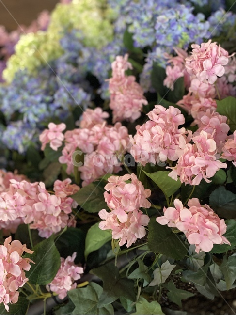 제라늄,plant,식물,geranium,blossom,꽃,flower,봄,spring