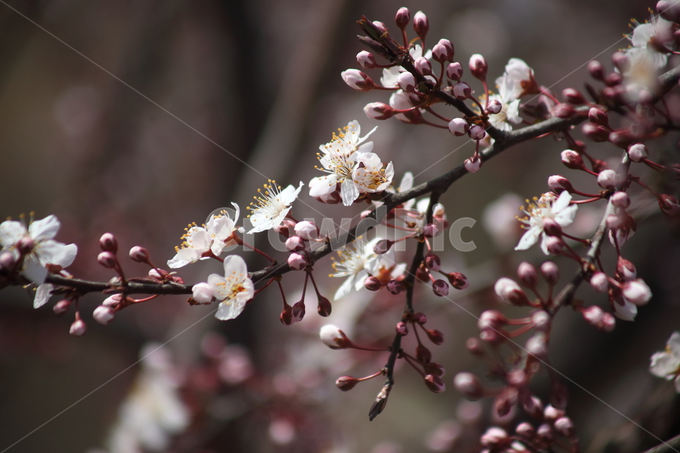꽃,식물,양벚나무,봄,flower,봄,계절,spring,season,식물,자연,plants,nature,꽃,flower,plant,blossom