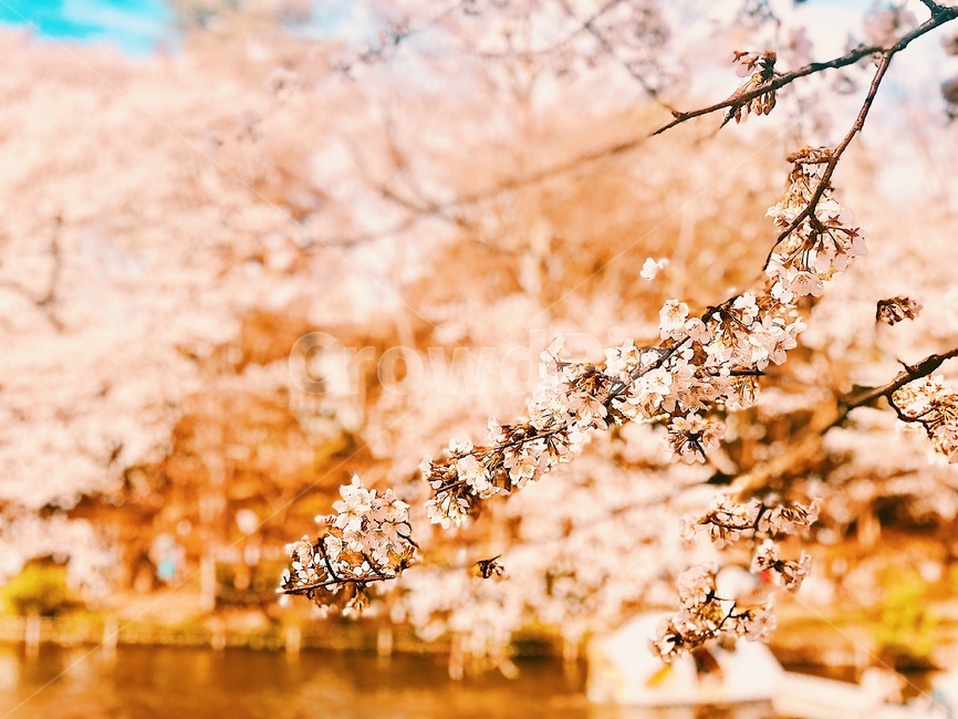 벚꽃,일본벚꽃,벚꽃나무,일본공원,공원,도쿄,sakura,꽃나무,japan,tokyo,키치죠지,park,꽃,flower