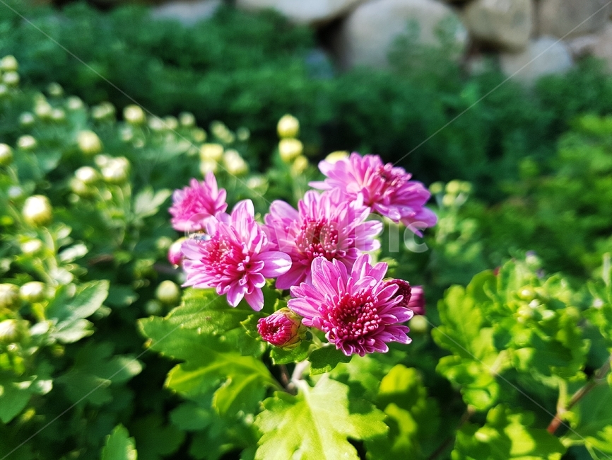 가을,가을꽃,국화,소국,빨간꽃,풍경,식물,관상화,식물,자연,plants,nature,꽃,flower