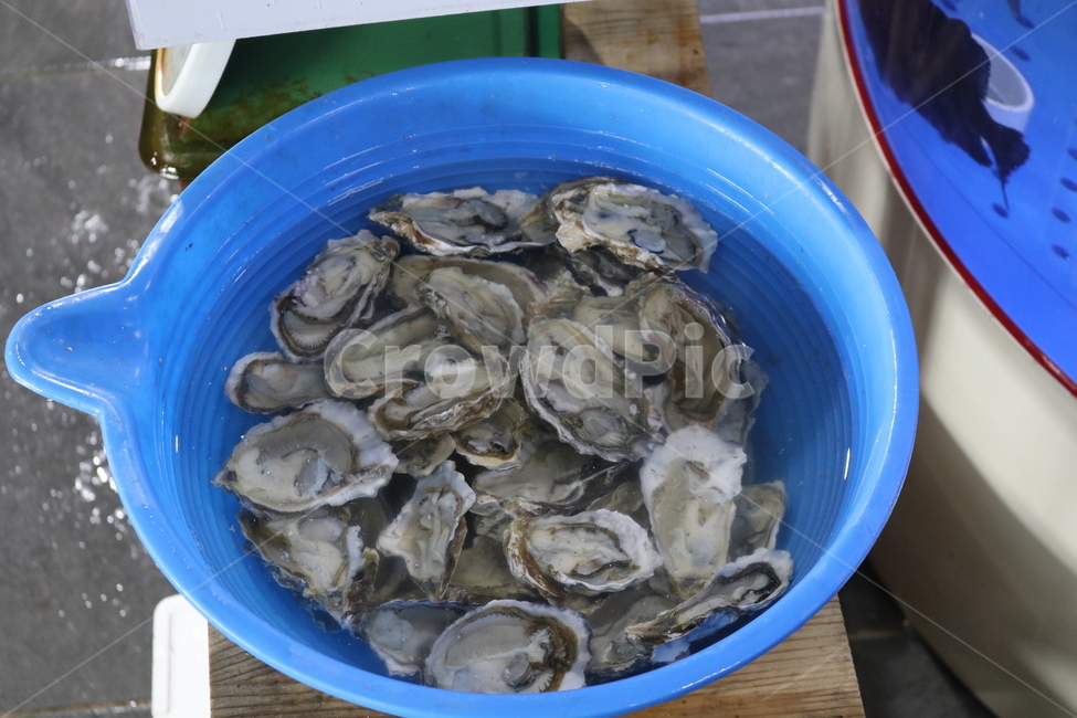석화,굴,생굴,싱싱한생굴,신선한굴,음식,식재료,요리,food,cook,meal,dishes,food reserves,수산물,해산물,fishery products,seafood