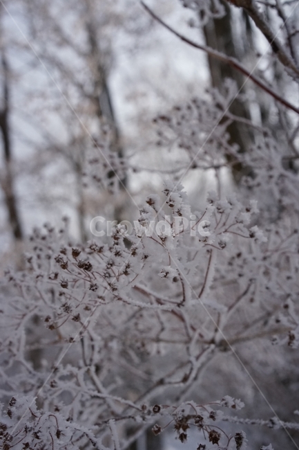 눈꽃,눈,상고대,자연,풍경,겨울,겨울,계절,winter,season,식물,자연,plants,nature