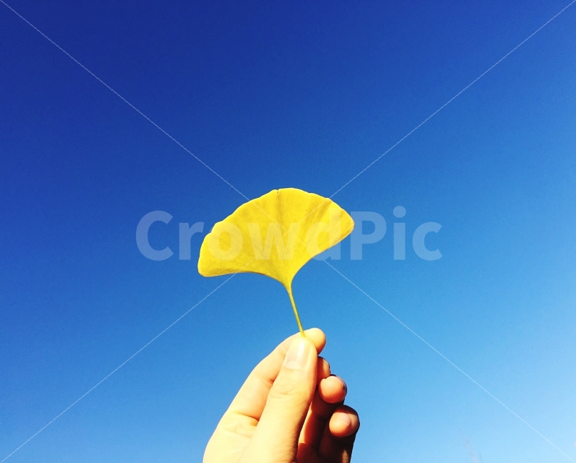 은행,가을,감성사진,감성,추억,은행잎,자연,natural,fall,autumn,photo,sky,하늘,가을,계절,fall,autumn,season,식물,자연,plants,nature,사람,인물,인간,human,person,신체일부,몸,body