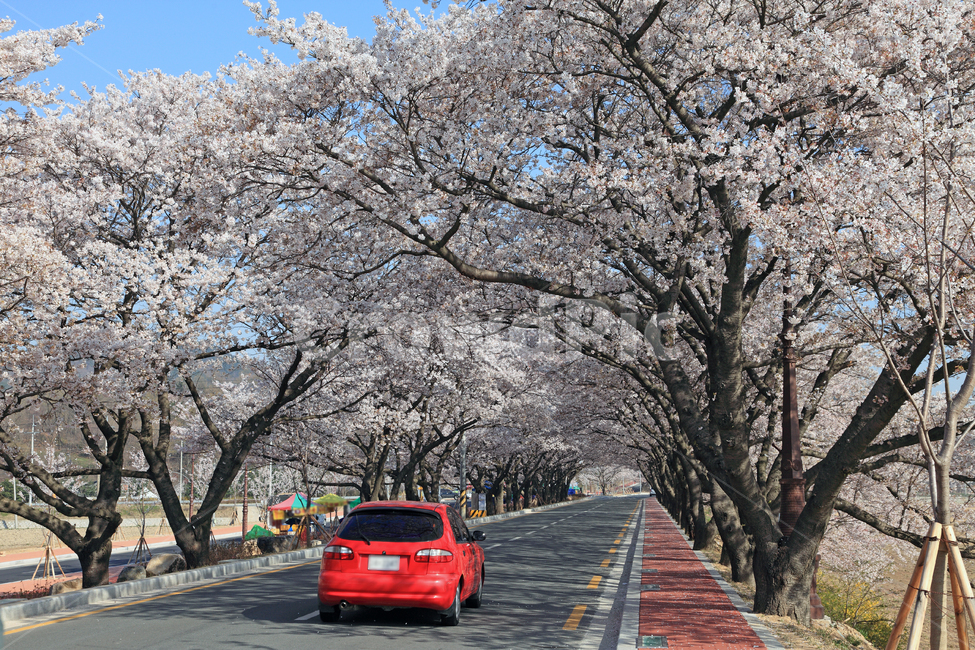 도로,벚꽃,벚나무,봄,봄풍경,자동차,드라이브,자연,풍경,하늘,나무,계절,가로수,차선,중앙선,아스팔트,산책로,길,벚꽃길,교통,바닥,공간,활짝핀,만개,만개한,경주,경주시,경북,경상북도,한국