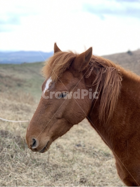 animal,동물,horse,말,mammal,colthorse,포유류,콜트호스,제주,하늘,sky