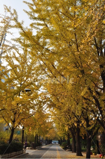 나무,자연,단풍,은행,풍경,산책,가을,계절,fall,autumn,season,자연,풍경,nature,landscape,tree,plant,식물,tree trunk,나무 줄기