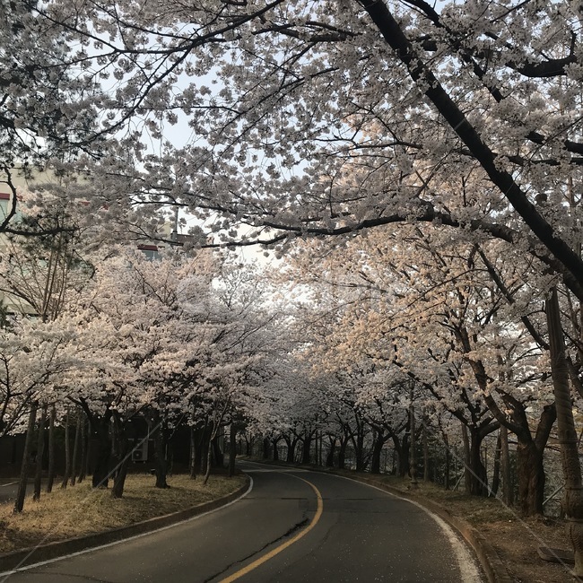 벚꽃길,벚꽃,도로,하늘,대학벚꽃,봄,꽃길,감성,봄,계절,spring,season,자연,풍경,nature,landscape,plant,식물