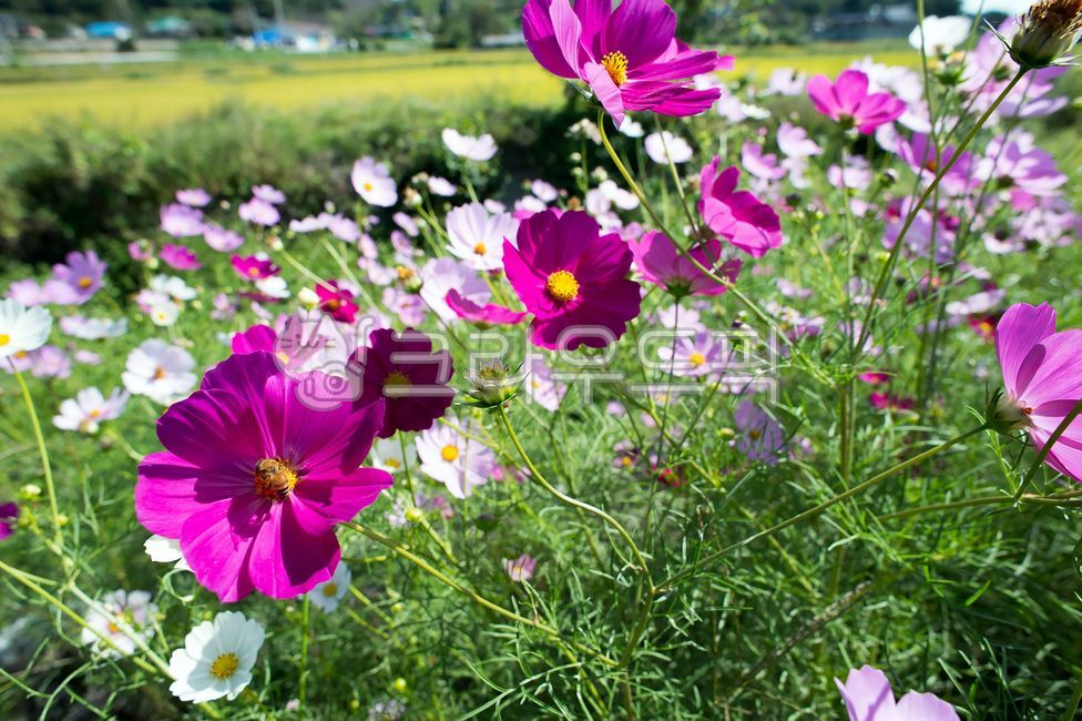 코스모스,가을감성,가을전령사,초본식물,일년생식물,들판,분홍색,초록색