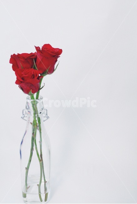 장미,꽃,장미꽃,rose,redrose,꽃,flower