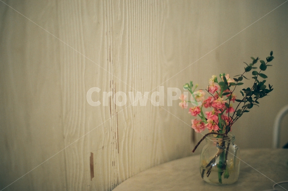 스냅,감성사진,꽃,꽃송이,필름카메라,꽃,flower,실내용화초,화분,화초,house plant,감성,sensible,feeling