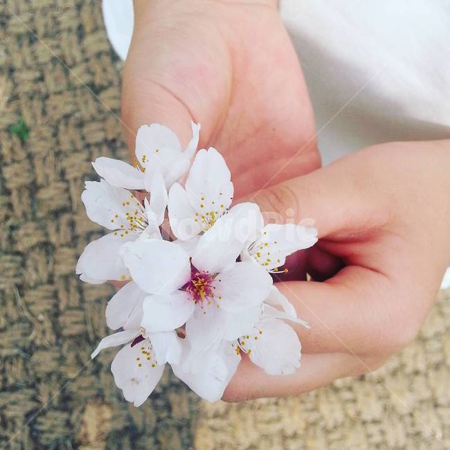 봄,벚꽃,꽃,계절,flower,봄,계절,spring,season,식물,자연,plants,nature,꽃,flower,plant