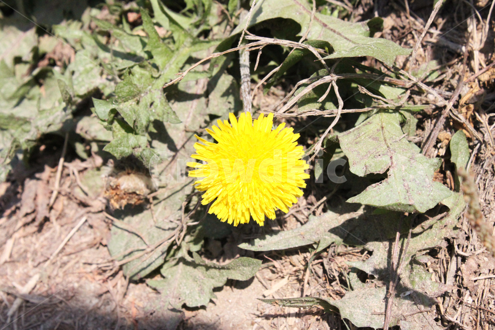 민들레,꽃,식물,자연,nature,dandelion,flower,plant