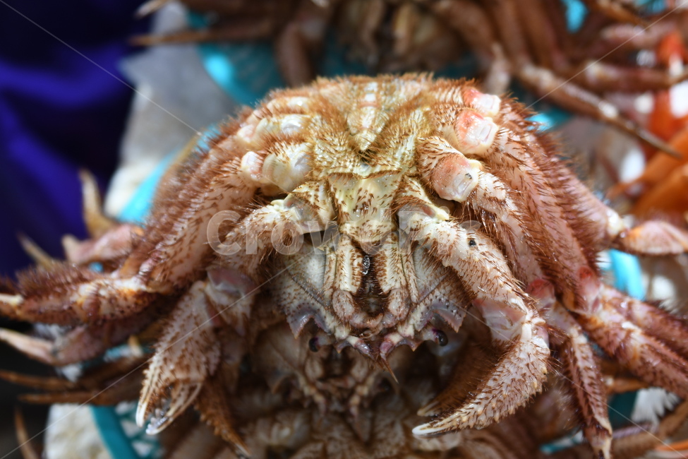 게,털게,음식,바다,동물,요리,수산물,해산물,fishery products,seafood