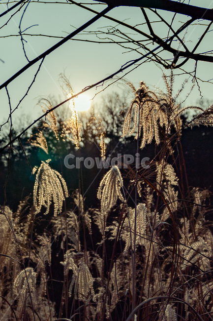 가을,해질녘,식물,plant,갈대,reed,노을,봉화산,산,태양,햇빛,sun,석양,가을,계절,fall,autumn,season