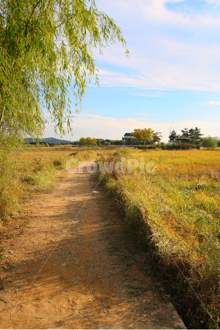 감성,느낌,자연,풍경,논밭,아날로그,자연,풍경,nature,landscape,road,도로,gravel,자갈,dirt road,흙길,grassland,목초지,outdoors,옥외,field,들