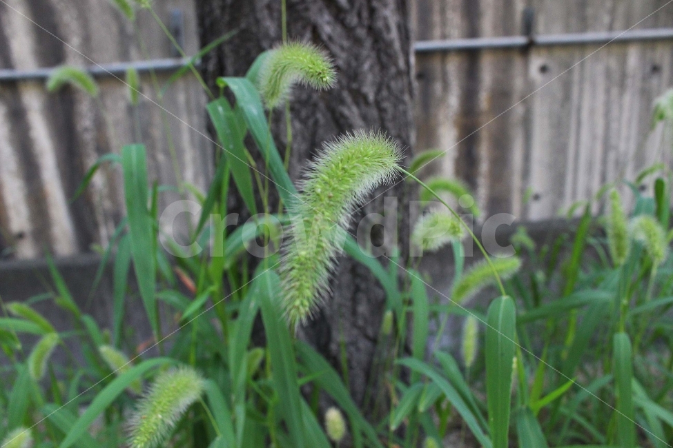 잔디,풀,잡초,초록,초록색,자연,야외,공원,정원,강아지풀,식물,자연,plants,nature