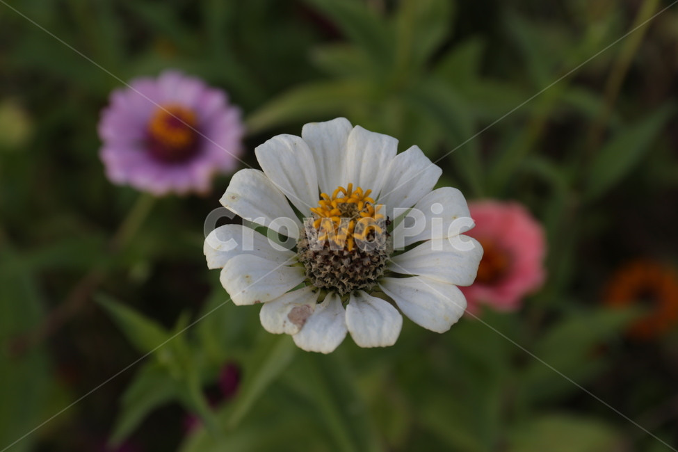 plant,flower,꽃,백일홍,가을,식물,자연,plants,nature,꽃,flower