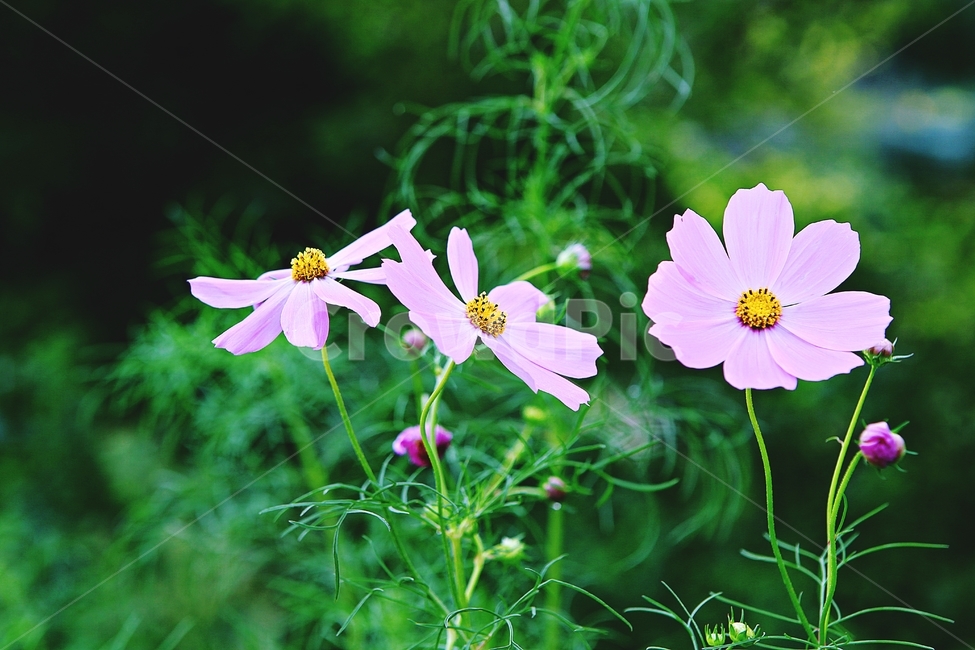 코스모스,꽃,꽃잎,잎,식물,자연,가을,계절,fall,autumn,season,식물,자연,plants,nature,꽃,flower,plant,geranium,제라늄,blossom