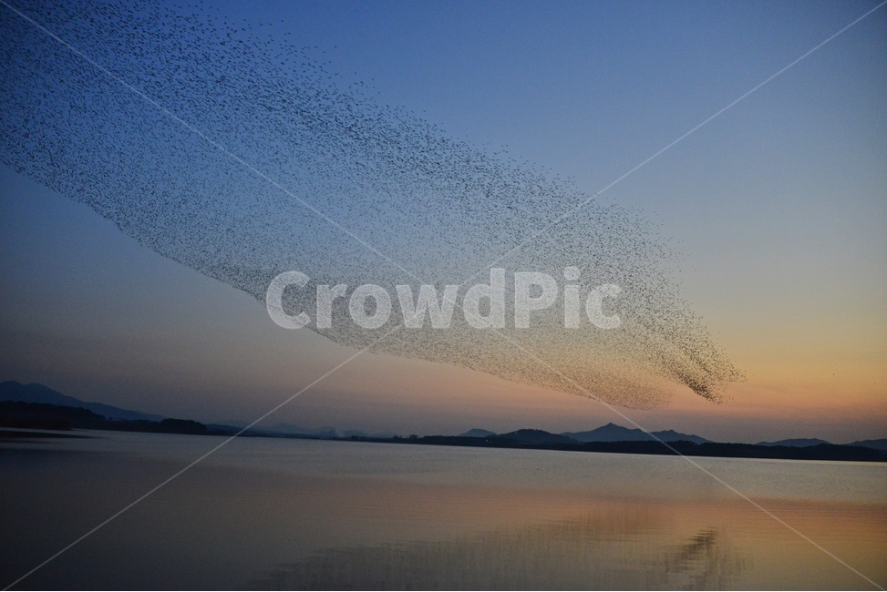 nature,자연,outdoors,옥외,water,물,animal,동물,flock,대군,고창,동림지,가창오리,가창오리군무,군무,자연,풍경,nature,landscape