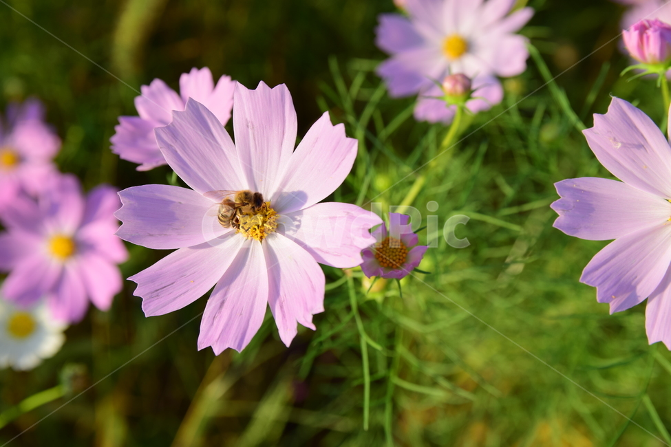 코스모스,코스모스꽃,꽃,벌,꿀벌,가을,가을꽃,식물,국화과,꽃잎,cosmos,flower,fall,autumn,blossom,bee,honeybee,식물,자연,plants,nature,꽃,flower,곤충,벌레,insect,bug