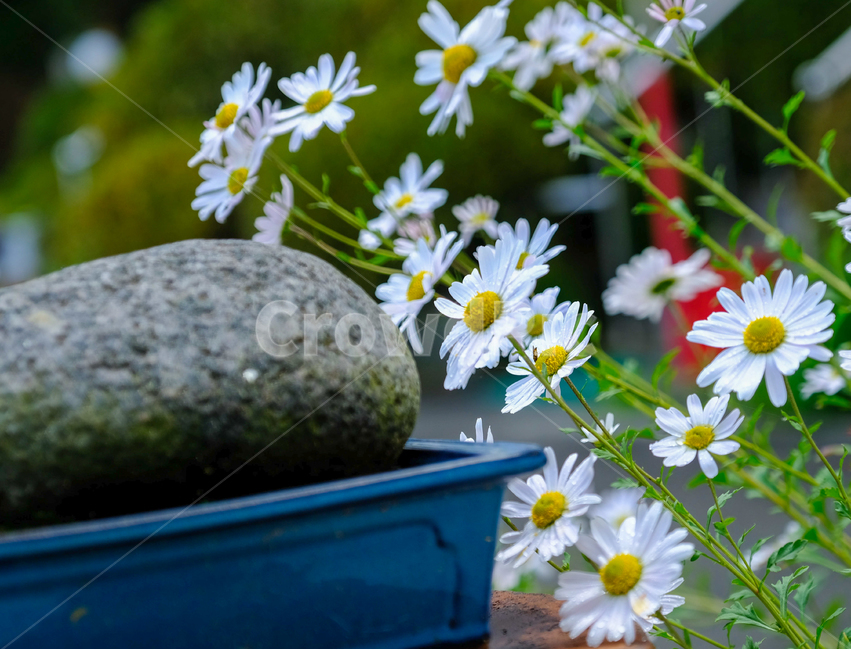 가을,단풍,나무,반영,꽃,국화,연기,아침,안개,식물,자연,plants,nature,꽃,flower