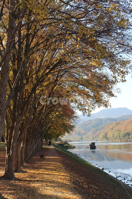 영동,가을,단풍,낙엽,호수,나무,fall,fallenleaves,autumncolors,tree,lake,가을,계절,fall,autumn,season,자연,풍경,nature,landscape,plant,식물,tree trunk,나무 줄기