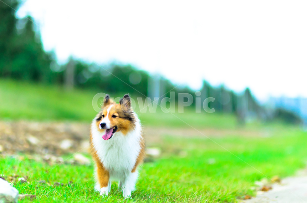 셔틀랜드쉽독,강아지,애완견,산책,애견,동물,animal,포유류,mammal,개,강아지,dog,doggy