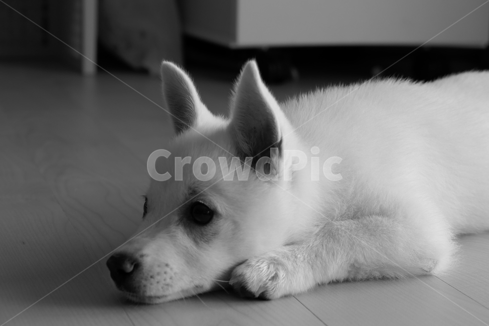 강아지,댕댕이,아기강아지,흑백,흑백사진,귀여움,cute,puppy,dog,blackphoto,lovely,사랑스러움,흰둥이,백구,동물,animal,포유류,mammal,개,강아지,dog,doggy