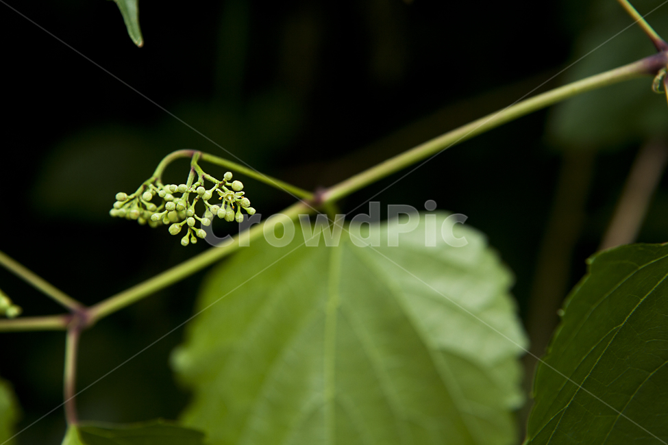 식물,꽃,녹색,여름,배경흐림,plants,green,flower