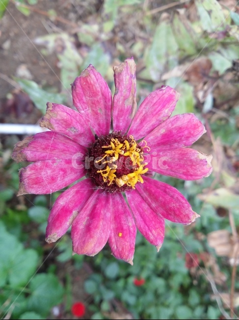 식물,plant,꽃,꽃잎,자연,flower,식물,자연,plants,nature,꽃,flower