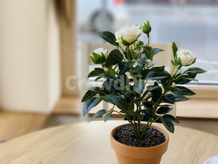 꽃,화분,평온,따뜻한,분위기,실내용화초,화분,화초,house plant